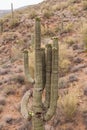 Saguaro Blooming