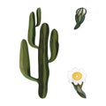 Saguaro. Blooming cactus with white and yellow flowers. Plants for the home. Floriculture. Desert flora. Isolated