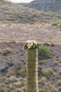 Saguaro Blooming in Spring