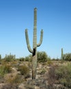 Saguaro cacti in the Arizona Sonoran Desert
