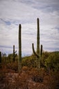 Saguaro cacti Carnegiea gigantea against cloudy sky in Arizona desert Royalty Free Stock Photo