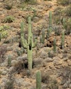 Saguaro cacti in a mountain valley in the Arizona Sonoran Desert