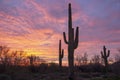 Saguaro Sunrise