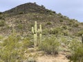 Saguaro cacti on the side of a lush mountain covered in shrubs in Phoenix, Arizona, United States Royalty Free Stock Photo