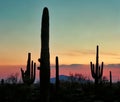 Saguaro Cacti silhouetted at Sunset in the Southwest Royalty Free Stock Photo