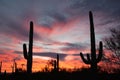 Saguaro Cacti Sonoran Desert Sunset Saguaro NP AZ Royalty Free Stock Photo