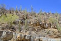 Saguaro cacti in Tonto National Monument Royalty Free Stock Photo