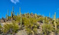 Saguaro cactus growing along King Canyon Wash in Saguaro National Park, Tucson Arizona