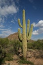 Saguaro cactus Royalty Free Stock Photo