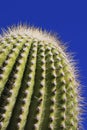 Saguaro Cactus