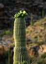 Saguaro Cactus Royalty Free Stock Photo