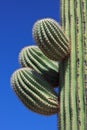 Saguaro Cactus Royalty Free Stock Photo
