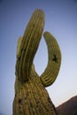 Saguaro Cactus