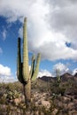 Saguaro cactus