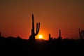 Saguaro cactus