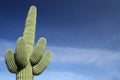 Saguaro Cactus against blue sky Royalty Free Stock Photo