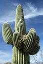 Saguaro Cactus against blue sky