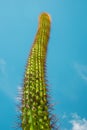 Saguaro cactus against blue sky looking up view angle in desert Royalty Free Stock Photo