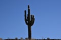 Saguaro cactus against a blue sky Royalty Free Stock Photo