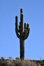 Saguaro cactus against a blue sky Royalty Free Stock Photo