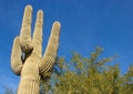 Saguaro Cactus against a Bright Blue Sky Royalty Free Stock Photo