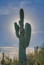 Saguaro cactus against the sun and dim sky background- Tucson, Arizona Royalty Free Stock Photo