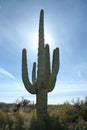 Saguaro Cactus at Arizona Desert Royalty Free Stock Photo