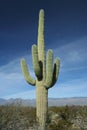 Saguaro Cactus at Arizona Desert Royalty Free Stock Photo