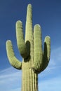 Saguaro Cactus at Arizona Desert Royalty Free Stock Photo