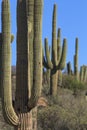 Saguaro Cactus in the Arizona Desert Royalty Free Stock Photo