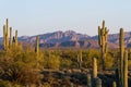 Saguaro cactus Royalty Free Stock Photo