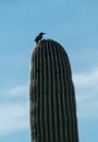 Saguaro Cactus and Gila Woodpecker Royalty Free Stock Photo