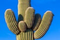 Saguaro Cactus Arms Royalty Free Stock Photo