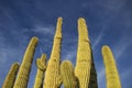 Saguaro Cactus arms soaring to the Arizona blue sky