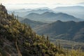 Saguaro Cactus Are Backlit By Bright Morning Sun In The Tucson Mountains Royalty Free Stock Photo