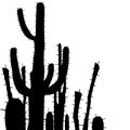Saguaro Cactus. Black and white Vector background.
