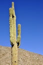 Saguaro Cactus with Blue Background Royalty Free Stock Photo