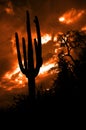 Saguaro Cactus Cacti Arizona Desert Royalty Free Stock Photo