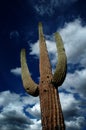 Saguaro Cactus Cacti Arizona Desert Royalty Free Stock Photo