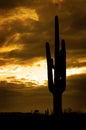 Saguaro Cactus Cacti Arizona Desert Royalty Free Stock Photo