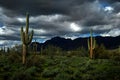 Saguaro Cactus Cacti Arizona Desert Royalty Free Stock Photo