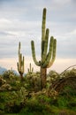 Saguaro Cactus Cacti Arizona Desert Royalty Free Stock Photo