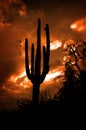 Saguaro Cactus Cacti Arizona Desert Royalty Free Stock Photo