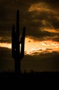 Saguaro Cactus Cacti Arizona Desert Royalty Free Stock Photo