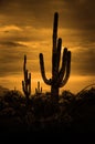 Saguaro Cactus Cacti Arizona Desert Royalty Free Stock Photo