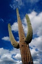 Saguaro Cactus Cacti Arizona Desert Royalty Free Stock Photo