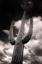 Saguaro Cactus Cacti Arizona Desert Royalty Free Stock Photo