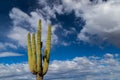Saguaro cactus carnegia gigantea; deep blue sky and clouds in background.