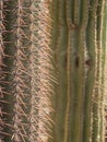 Saguaro cactus (Carnegia gigantea)