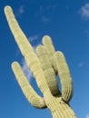 Saguaro Cactus Carnegiea gigantea blue desert sky